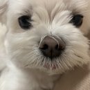 굿모닝토토 이미지