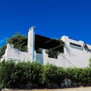 카페나무 이미지