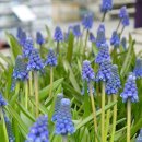 봄에새싹 이미지