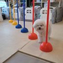 폴인퍼피 이미지