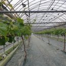 화수 농장 이미지