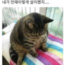신미마라탕 네이버블로그