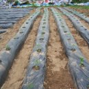 서강농장 이미지