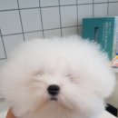 도기그룸 이미지