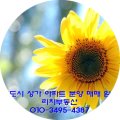 솔잎공인중개사사무소 이미지