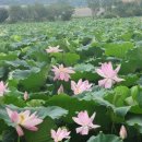 홍련마을