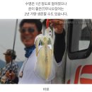 낭만오징어 이미지