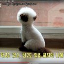 말티스토리 이미지