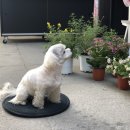 모모플라워