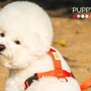 퍼피랜드 이미지