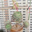 니크 카카오 검색결과