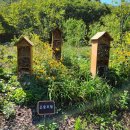 아랫배알미길 이미지