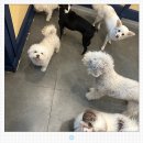 혼자두면 장판뜯어서 차린 개카페 이미지