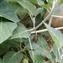 경아아구찜 이미지