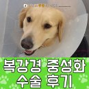 합천애견인공수정센터 | 「강동구동물병원 마리스동물의료센터」 골든리트리버 복강경 중성화 수술 후기
