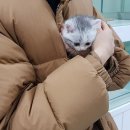 낭만고양이(강서점) 이미지