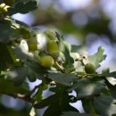 디오크(The oak) 이미지