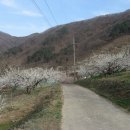 순천향매실마을 이미지