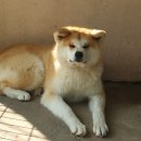 아키타 이미지