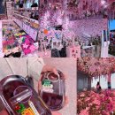 가족플라워 | 제주 슈퍼플라워 가족여행 후기! 포토존, 입장 방법, 기념품 완전 정리