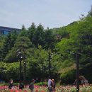 23 | 오산 고인돌공원 장미축제(5/23~5/31) 후기 / 양산필수