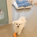 푸숑푸숑 이미지