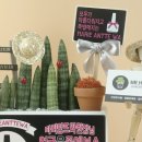 마리앙뜨와 네일