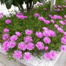 송엽국(Lampranthus spectabilis) ~~~ 수정 이미지