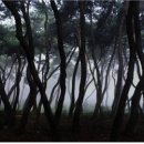 ■ 소나무를 말하다, 한국 대표 예술가 사진작가 배병우 ■ 이미지