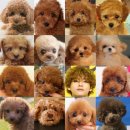 태형헤어 이미지