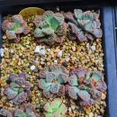 임펀+ <b>커밋</b>, 오십령옥+군옥, 휴고