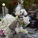 쉬었다가개 이미지