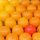 오렌지 이미지