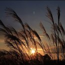 하늘공원 이미지