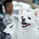 25시동물의료센터 이미지