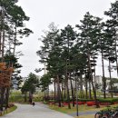 소나무숲 이미지