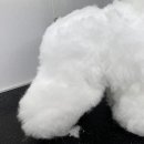 댕댕미용 이미지