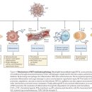 Re: Neutrophil extracellular traps in immunity and disease.. 2017 네이처 .. 이미지