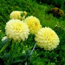 카페 다알리아 이미지