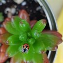 강헌농장 이미지