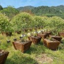 버드글램핑 이미지