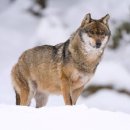 여우와늑대 이미지