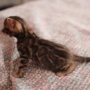 소유뱅갈캐터리 이미지