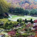 플라타너스 - 포항시 남구 | 플라타너스