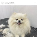 스윗하개 이미지