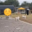 미사아일랜드멍카페 네이버블로그