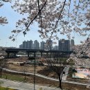 양천세천 이미지