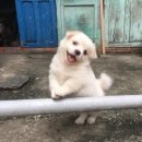 뽀시래기 이미지