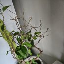 승승당구장 이미지