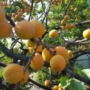 뚜비농장 이미지